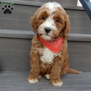 Tucker, Mini Goldendoodle Puppy